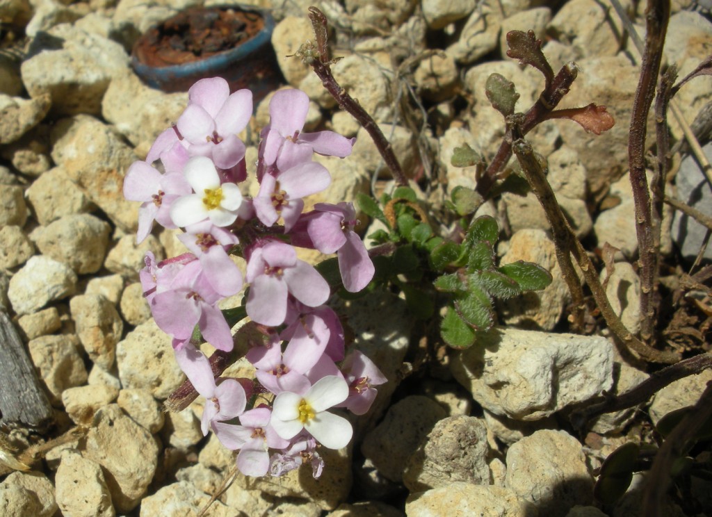 Iberis carnosa / Iberide di Pruiti